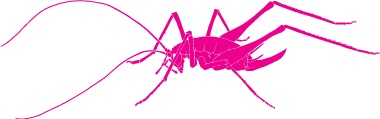 Cave Cricket
