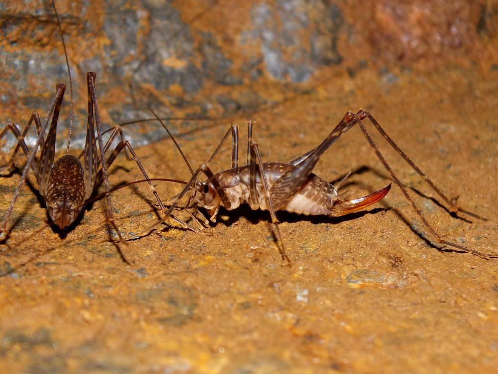 Australian cave crickets