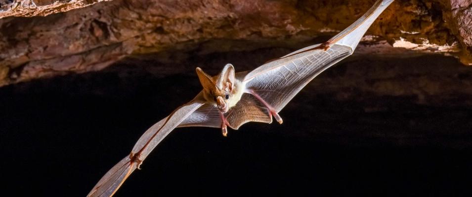 Ghost bat