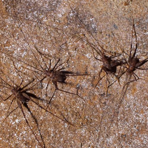 Photo of Australian Cave Cricket (Rhaphidophoridae)