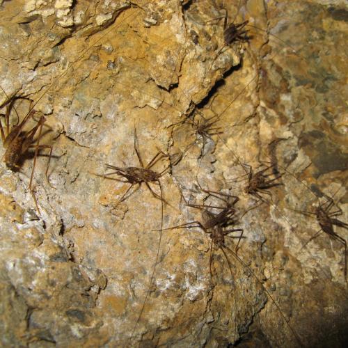 Photo of Australian Cave Cricket (Rhaphidophoridae)