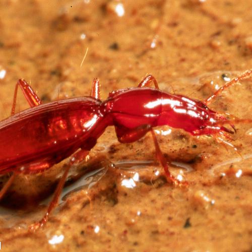 Goedetrechus mendumae