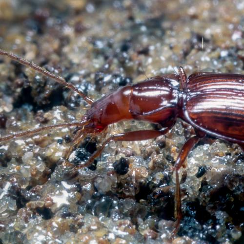 Tasmanotrechus cockerilli