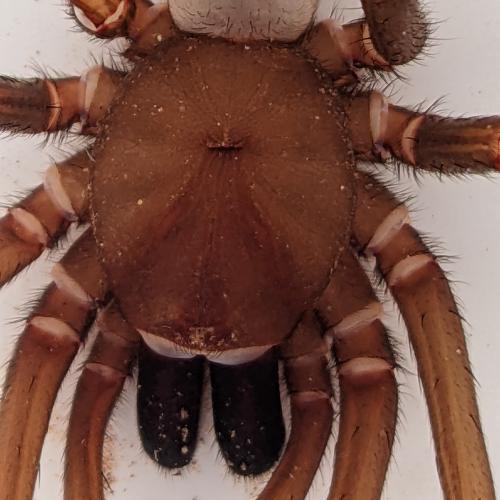 Nullarbor Blind Cave Spider
