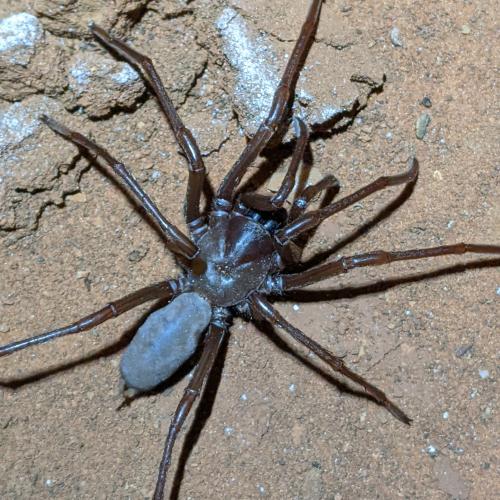 Nullarbor Blind Cave Spider