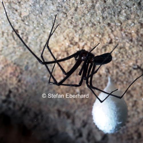 Tasmanian Cave Spider