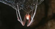Tasmanian Cave Spider