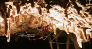 Tasmanian Cave Spider
