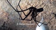Tasmanian Cave Spider with egg sac