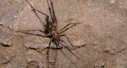 Photo of Australian Cave Cricket (Rhaphidophoridae)