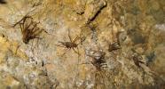 Photo of Australian Cave Cricket (Rhaphidophoridae)