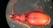 Newdegate Cave beetle (Idacarabus cordicollis)