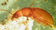 Idacarabus cordicollis