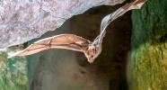 Ghost bat