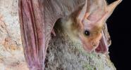 Ghost bat