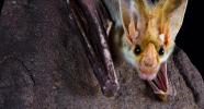 Ghost bat